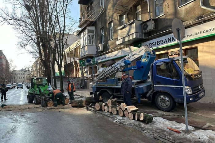 Величезне дерево впало в центрі Харкова (фото)