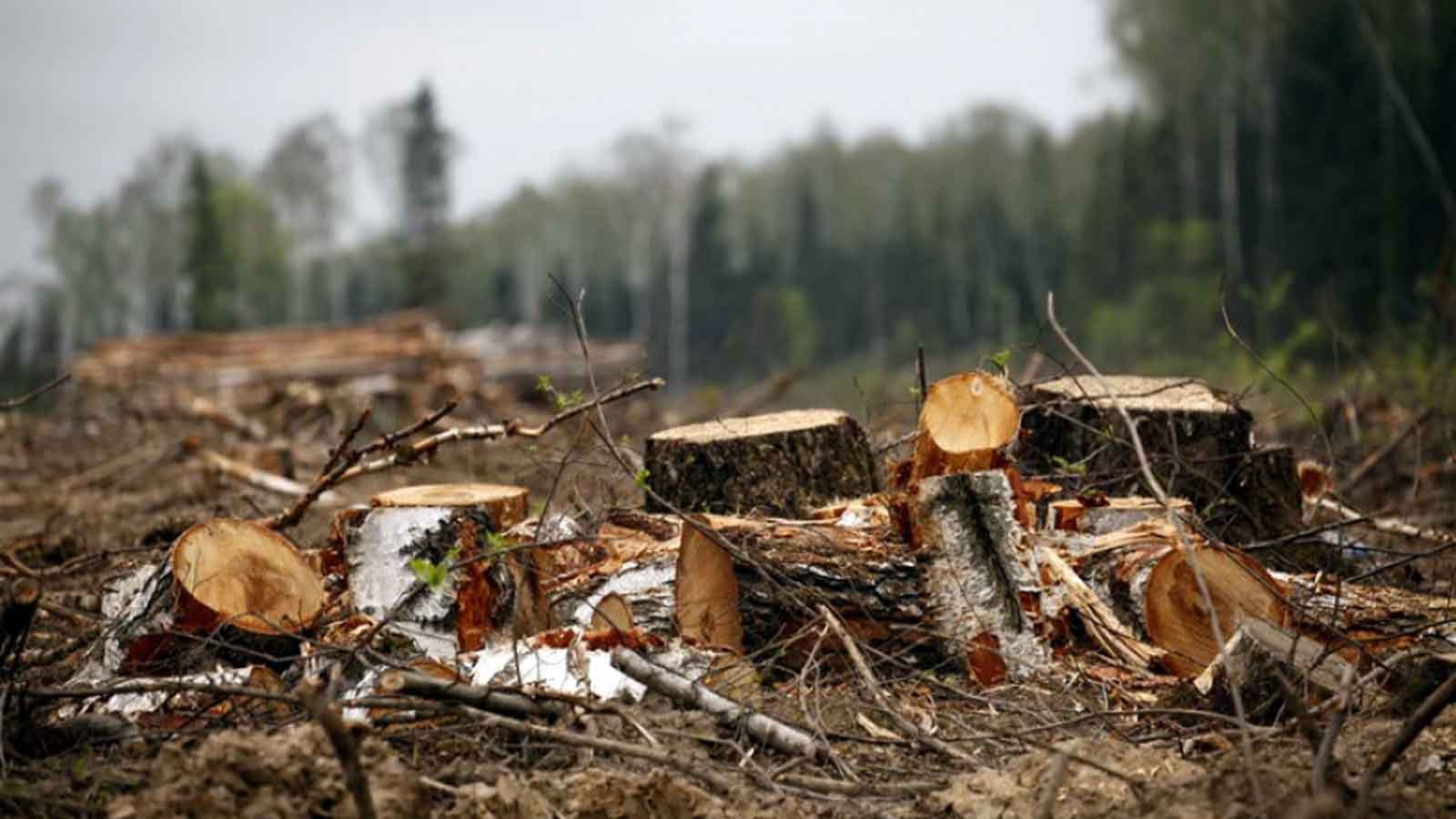 В Рогани массово вырубали деревья