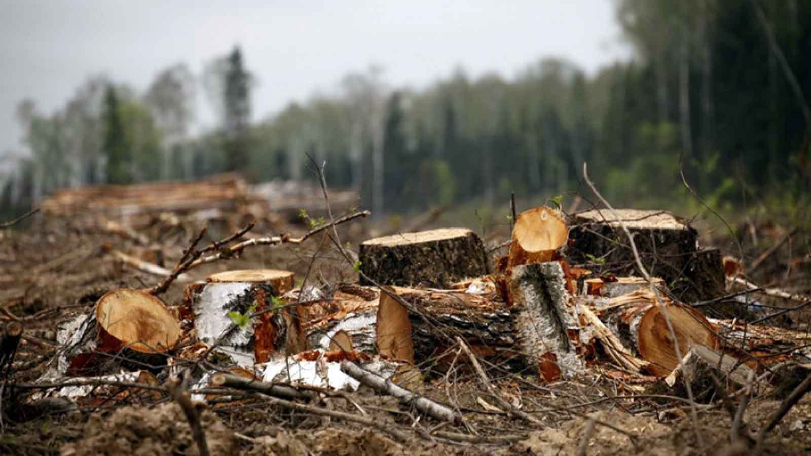 У Рогані масово вирубували дерева