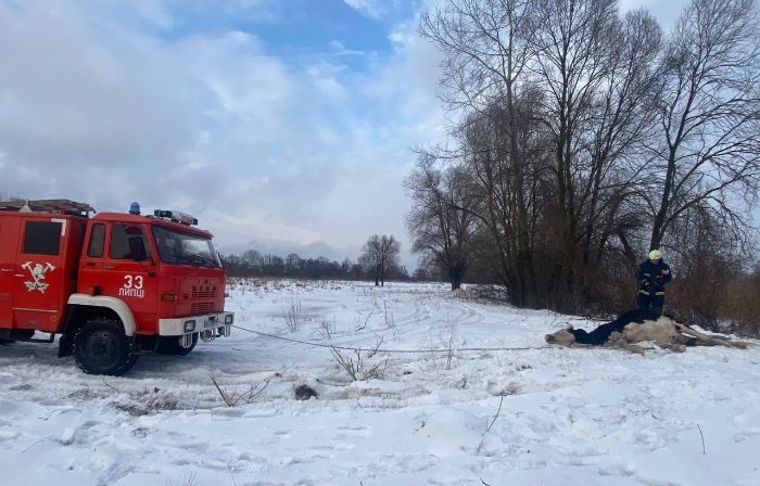 Корова провалилась под лед и погибла в Харьковской области (фото)