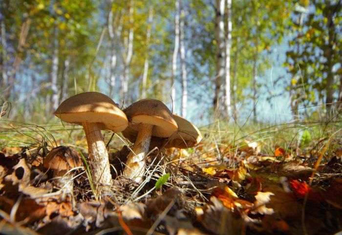 Харьковчанка отравилась грибами