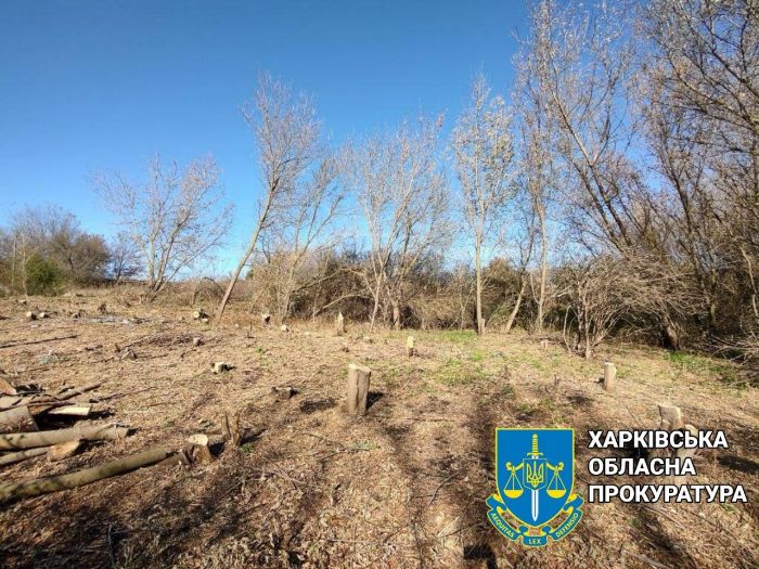 “Чорний лісоруб” зрубав понад 80 кленів у Харківській області