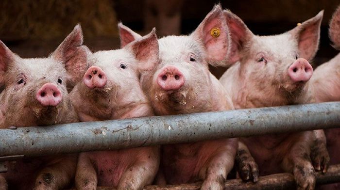 В Харьковской области - еще 1 случай африканской чумы свиней