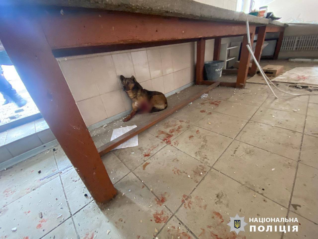 Харьковские полицейские спасли собаку без лапы
