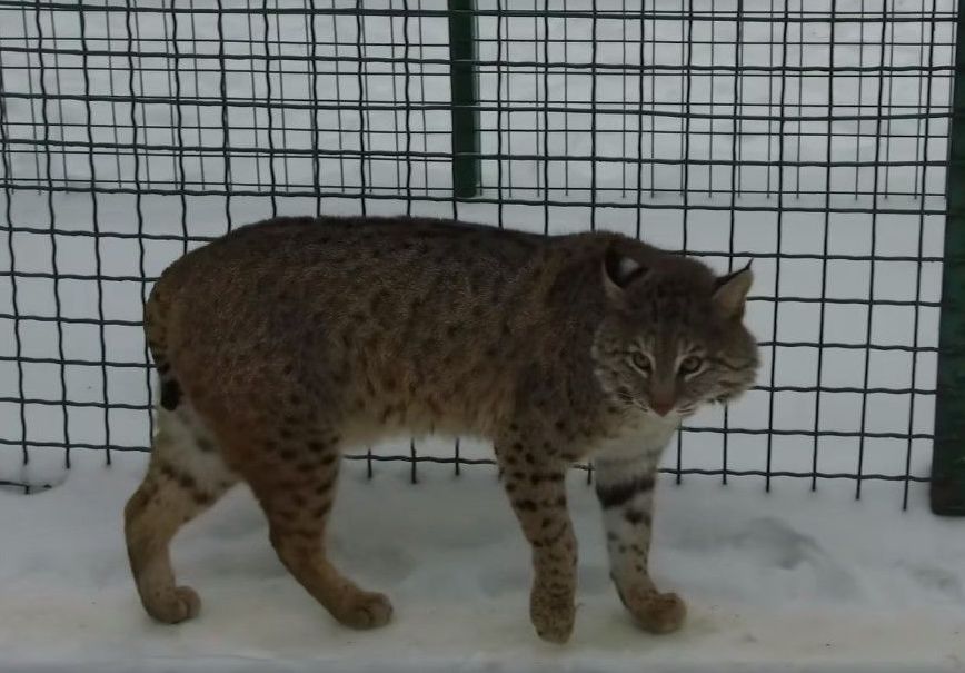 У "Фельдман Екопарк" приїхали північноамериканські рисі (фото, відео)