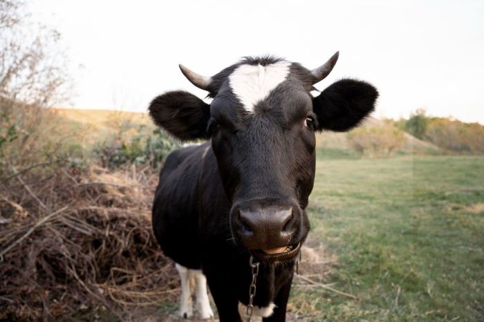 Корова умерла от бешенства в Харьковской области