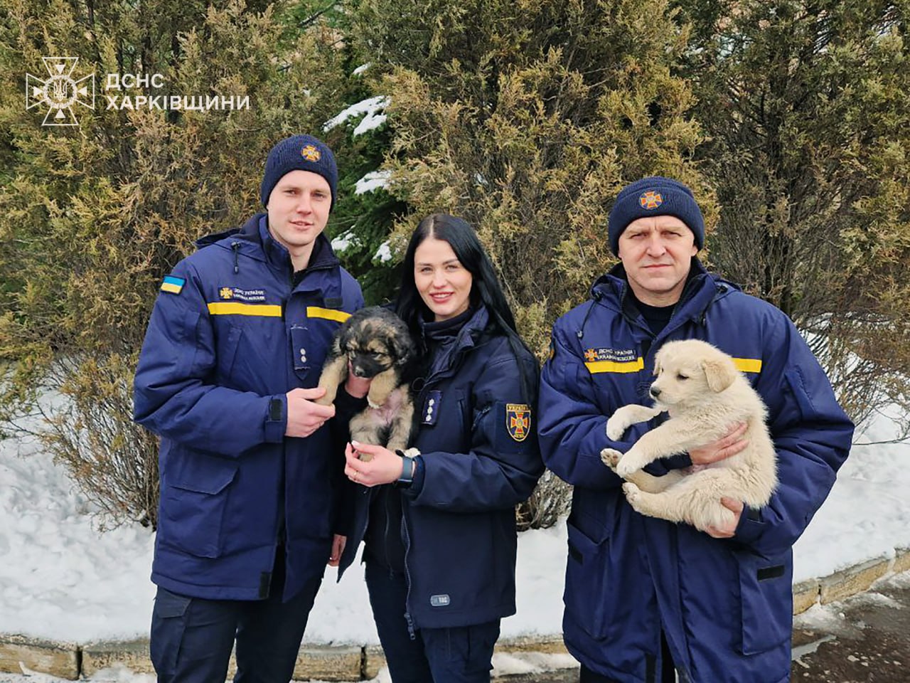 Из-под строительного вагончика в Харькове спасли щенков