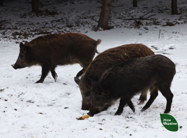 У харківських лісах побільшало хижаків