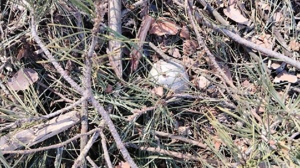 "Кулькові бомби": що відомо про зброю, яку вперше застосували в Харківській області