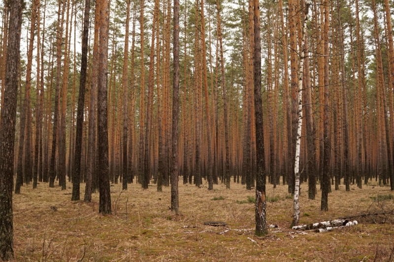 У Харківській області висаджуватимуть стійкі ліси