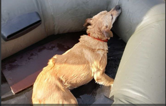 В Харькове спасли собаку, которая провалилась под лед (фото)