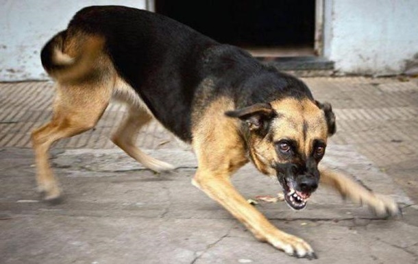 У Харківській області виявили скаженого собаку