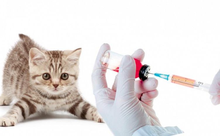 В Харькове бесплатно будут вакцинировать животных: график
