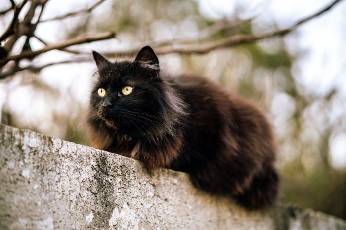 Скаженого кота виявили в Харківській області