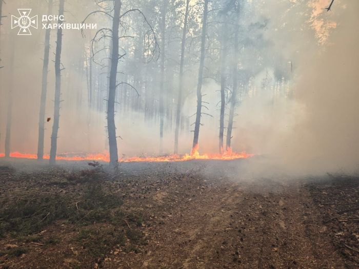 Російський обстріл спровокував величезну лісову пожежу в Харківській області (фото)