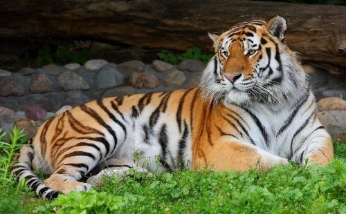 Амурський тигр повернувся в харківський екопарк (відео)