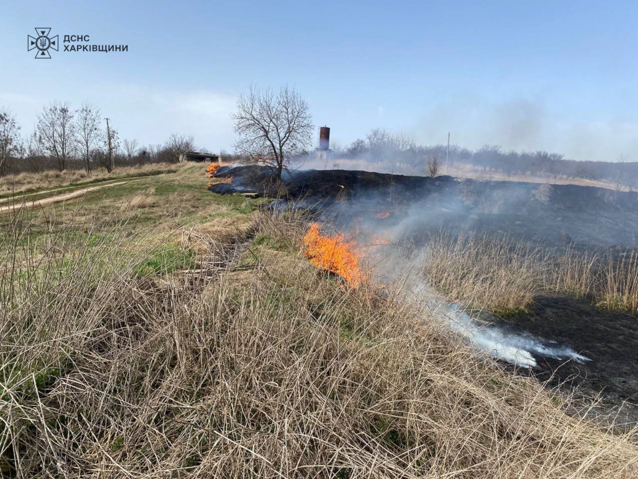 Из горящей травы около Харькова спасли ежика (фото)