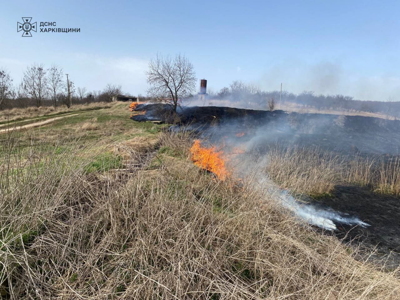 Із палаючої трави біля Харкова врятували їжачка (фото)