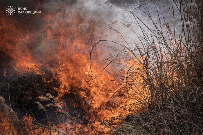 У Харкові - масштабна пожежа, горів очерет (фото)