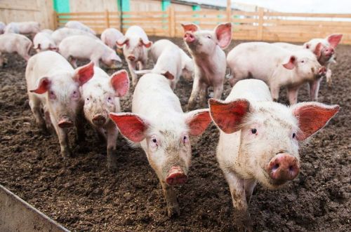 На звалищі в Харківській області знайшли 10 трупів свиней. Тварини загинули, бо перегризли дріт