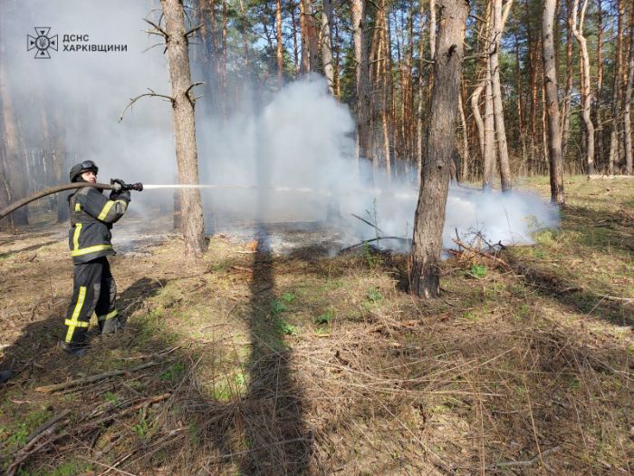 В Харьковской области возник лесной пожар (фото)