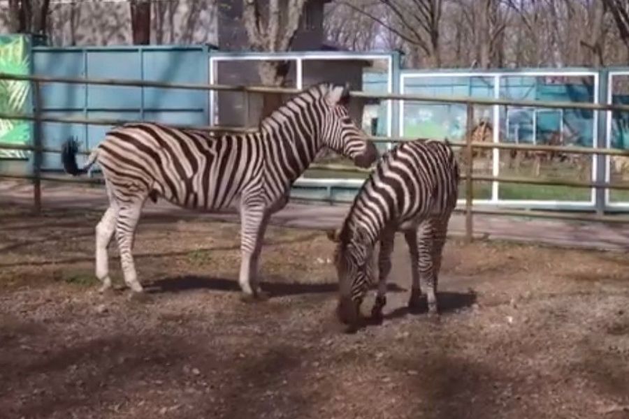 Харківському зоопарку подарували зебру (відео)