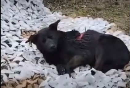Раненая собака пришла за спасением к военным (видео)