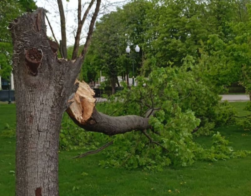 Шквальный ветер повалил деревья в Центральном парке Харькова и на улицах города (фото)