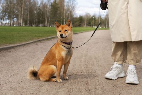 В Харькове запретили выгуливать собак без поводка