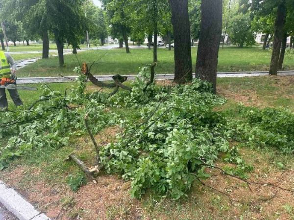 Шквальний вітер валить дерева в Харкові (фото)