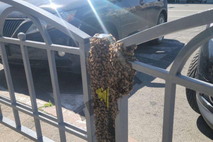 У центрі Харкова біля "Нікольського" помітили величезний рій бджіл