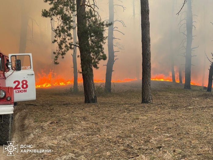 15 пожаров: в Харьковской области горят леса (фото)