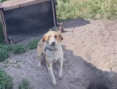 Пес у Харківській області вирив собі сховище, щоб ховатися від обстрілів