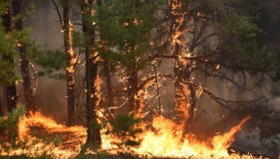 На Харьковщине категорически запретили ходить в лес