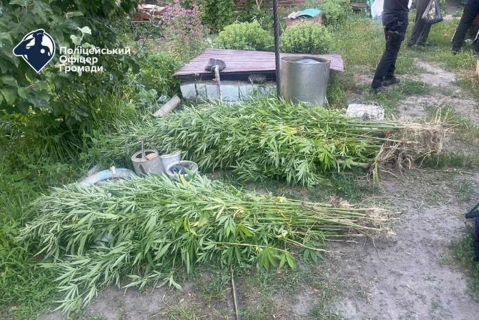 Полицейские с помощью дрона обнаружили плантацию конопли в Харьковской области (фото)