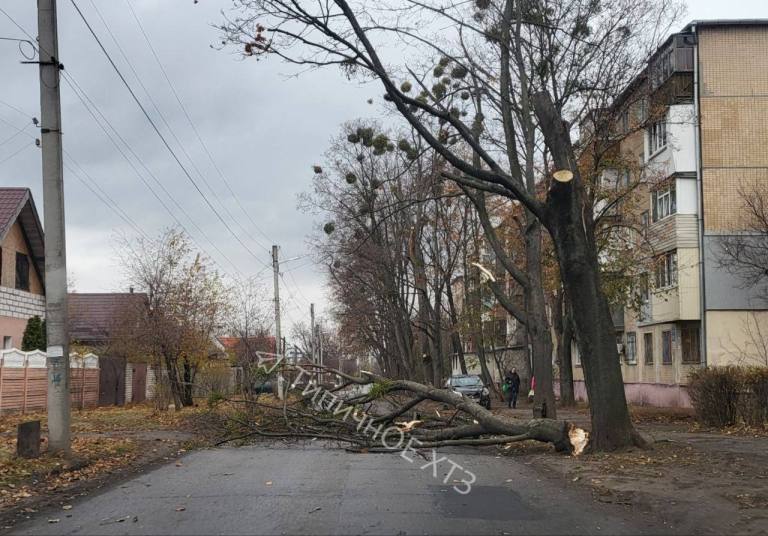дерево на дороге