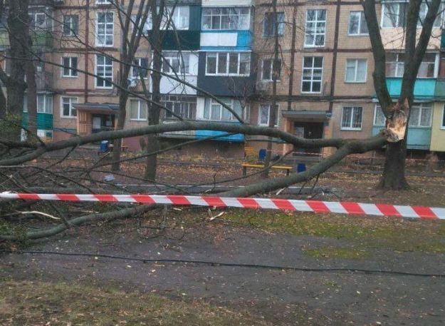 Двір із поваленим деревом