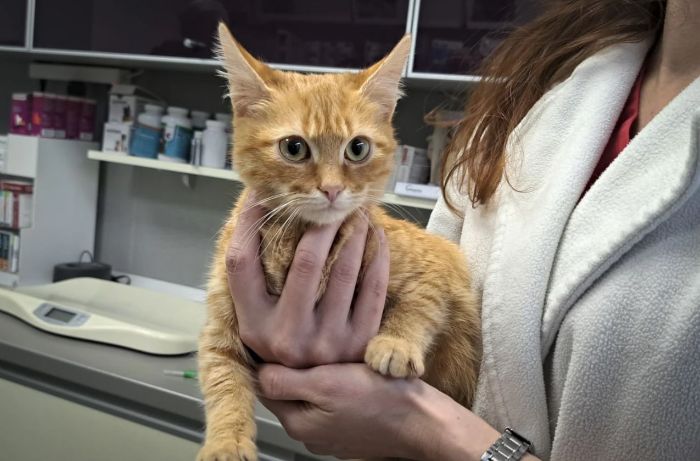 Кот Персик