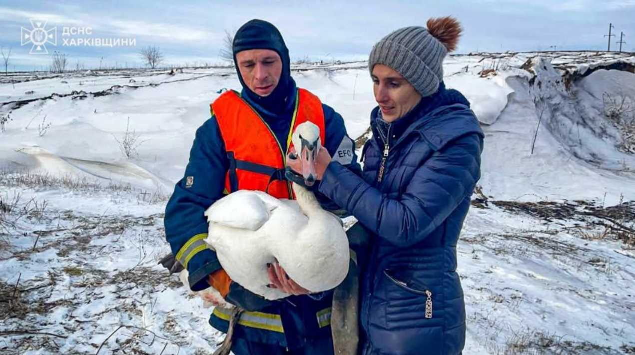Под Харьковом спасли раненного лебедя