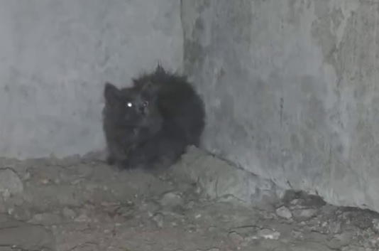 Котенок