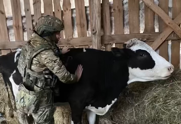 Военный и корова