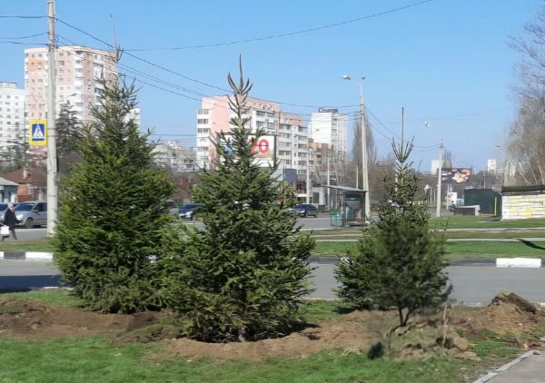 Ялинки з новорічних інсталяцій висаджують на вулицях Харкова (фото)