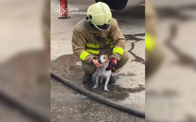 Спасатели вынесли из пожара мужчину и его собаку (видео)