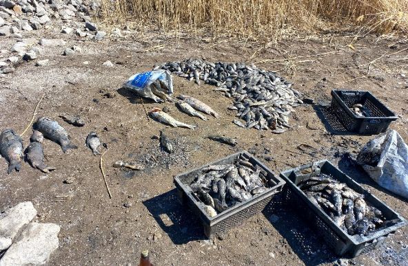 Екологічна криза на Харківщині: мор риби і загроза водопостачанню (фото)