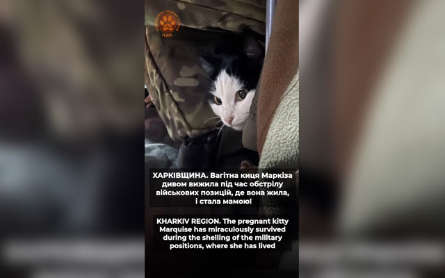 Маркиза выжила при обстреле и родила 4 котят (видео)