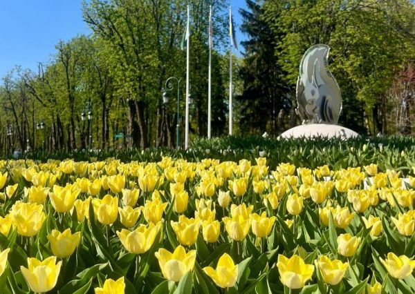 В центре Харькова зацвели тюльпаны (фото)