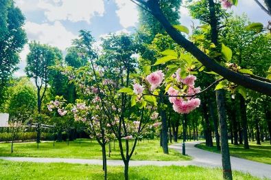 В Центральном парке цветут сакура и тюльпаны, открылся прокат велосипедов (фото)