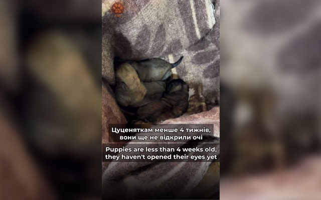 Новонароджених цуценят врятували від загибелі в Харківській області (відео)