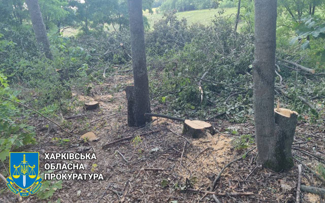 Черные лесорубы вырубили деревьев на 1,6 млн (фото)