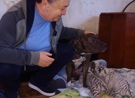 Собака і тигренята